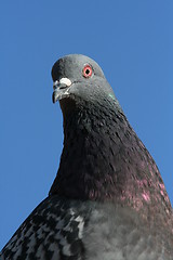 Image showing Rock Pigeon