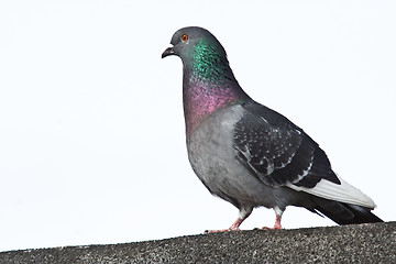 Image showing Rock Pigeon