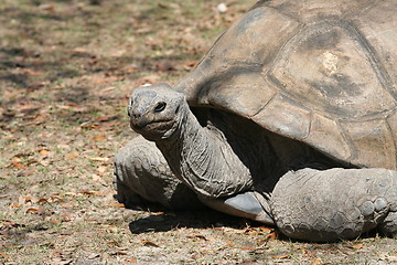 Image showing Giant Galapagos Tortoise