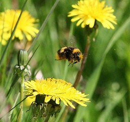 Image showing Bumble Bee