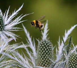 Image showing Bumble Bee