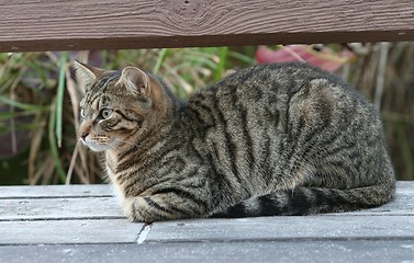 Image showing Stray Cat