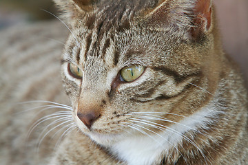 Image showing Stray Cat