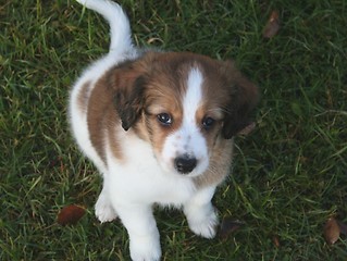 Image showing Puppy