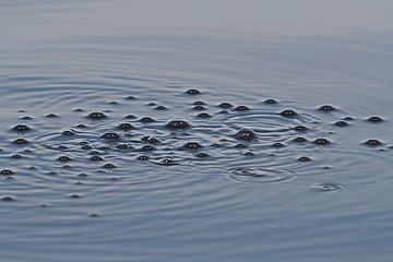 Image showing Bubbles