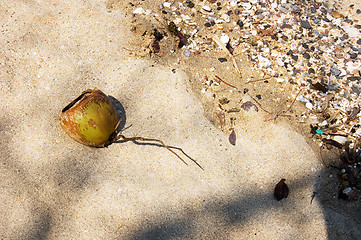 Image showing Dying Coconut