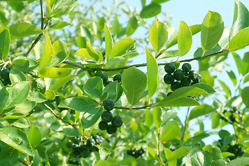 Image showing garden plants