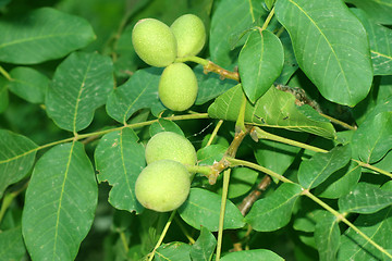 Image showing nuts on the tree