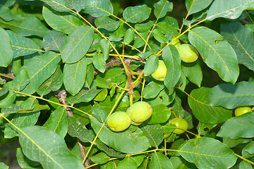 Image showing nuts on the tree