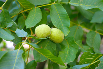 Image showing nuts on the tree