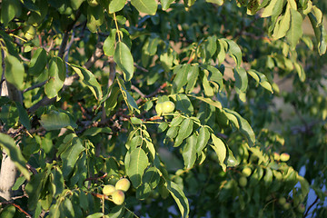 Image showing nuts on the tree