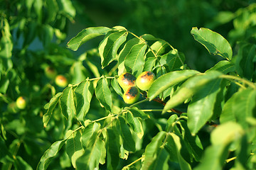 Image showing nuts on the tree