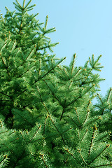 Image showing solar pine