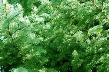 Image showing solar pine