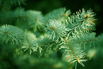 Image showing solar pine