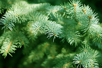 Image showing solar pine