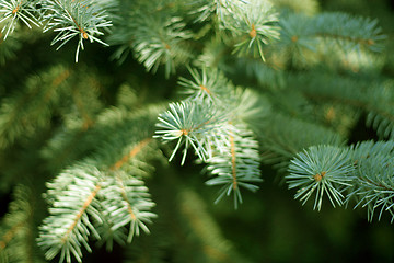 Image showing solar pine