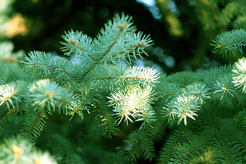 Image showing solar pine