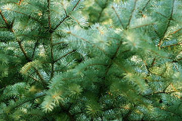 Image showing solar pine