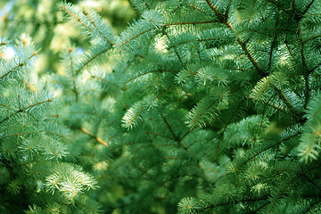 Image showing solar pine
