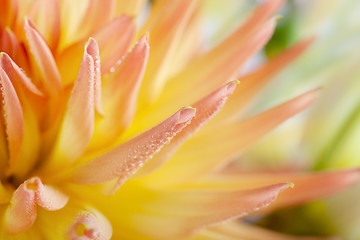 Image showing Dahlia flower with dew drops