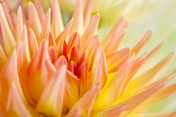 Image showing Dahlia flower with dew drops