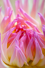 Image showing Pastel colored dahlia flower