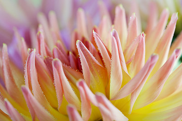 Image showing Dahlia flower with dew drops