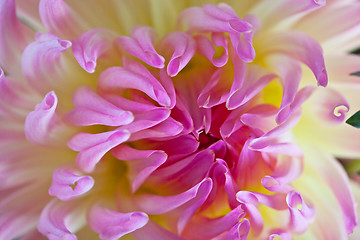 Image showing Pastel colored dahlia flower