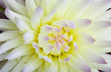 Image showing Dahlia flower with dew drops