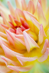 Image showing Dahlia flower with dew drops