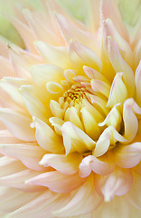 Image showing Dahlia flower with dew drops