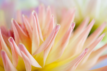 Image showing Pastel colored dahlia flower