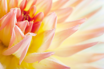 Image showing Dahlia flower with dew drops