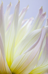 Image showing Dahlia flower with dew drops