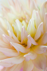 Image showing Pastel colored dahlia flower