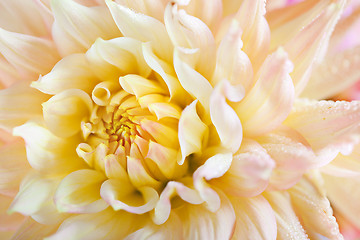 Image showing Dahlia flower with dew drops