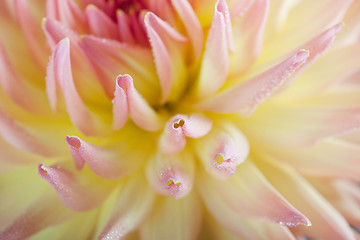 Image showing Dahlia flower with dew drops