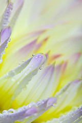 Image showing Dahlia flower with dew drops