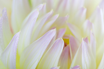 Image showing Dahlia flower with dew drops