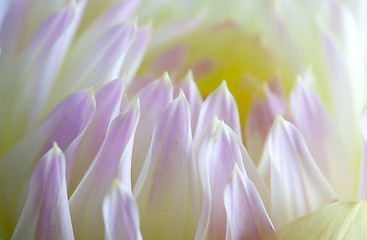 Image showing Pastel colored dahlia flower