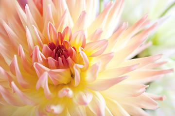 Image showing Pastel colored dahlia flower