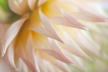 Image showing Pastel colored dahlia flower