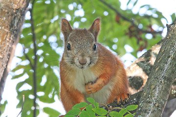 Image showing Squirrel