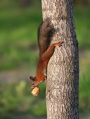 Image showing Climbing Squirrel