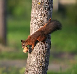 Image showing Climbing Squirrel