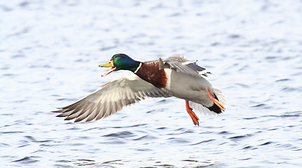 Image showing Flying Mallard