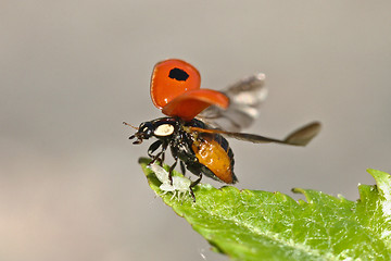 Image showing Two-Spotted Lady Beetle