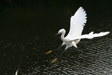 Image showing Snowy Egret