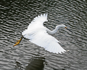 Image showing Snowy Egret